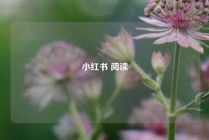 小红书 阅读